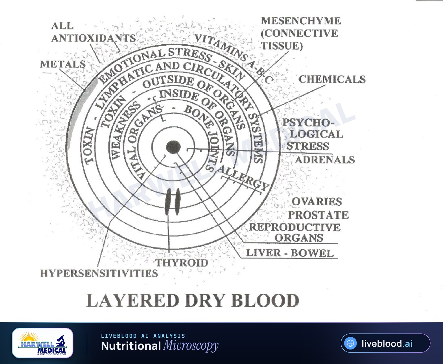 Layered dry blood analysis diagram showing concentric zones of a dried blood sample linked to external influences, circulatory and lymphatic layers, and organ-related regions