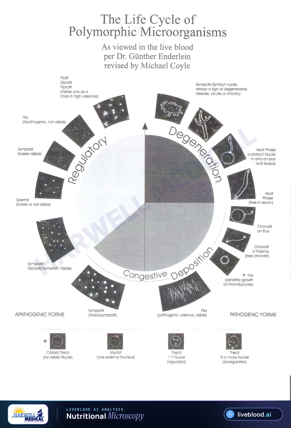Diagram illustrating the life cycle of polymorphic microorganisms as observed through live blood analysis, showing regulatory, congestive deposition, and degeneration phases with microscopic blood forms.